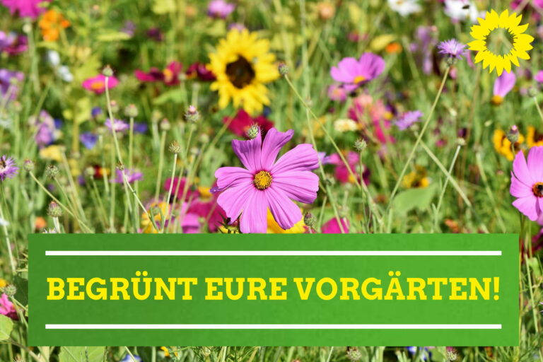 Grüne machen sich für begrünte Vorgärten stark