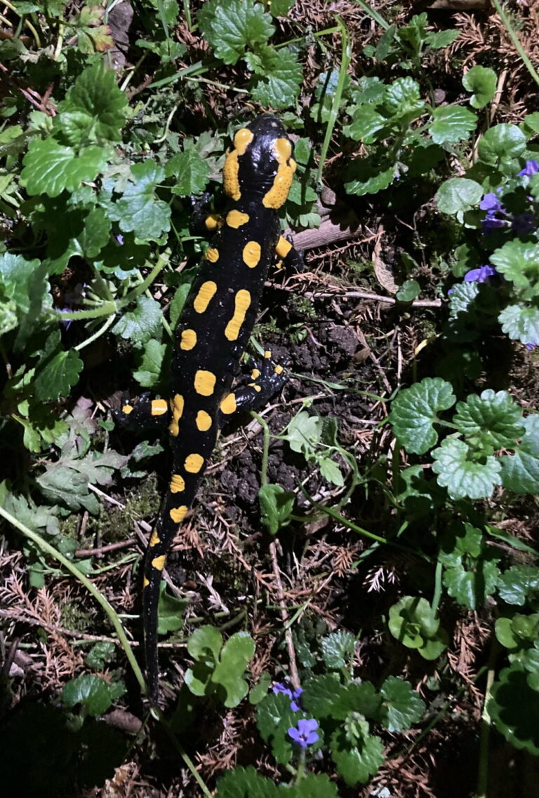 Baurecht vor Artenschutz?