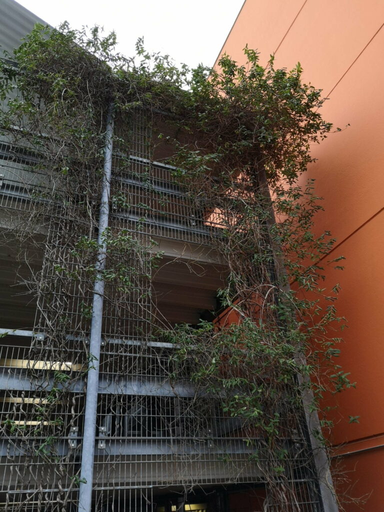 Fassadenbegrünung im Neuenheimer Feld – ein Vorbild für die ganze Stadt