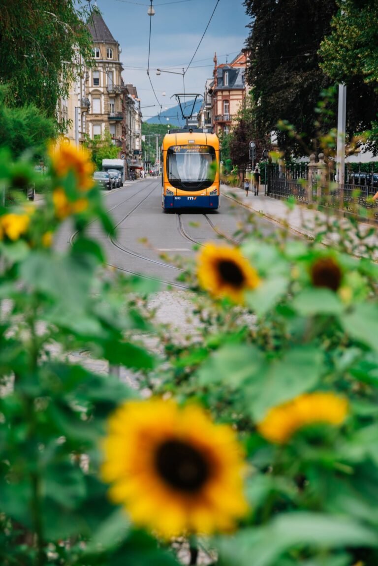 Stadtgrün schützen und entwickeln