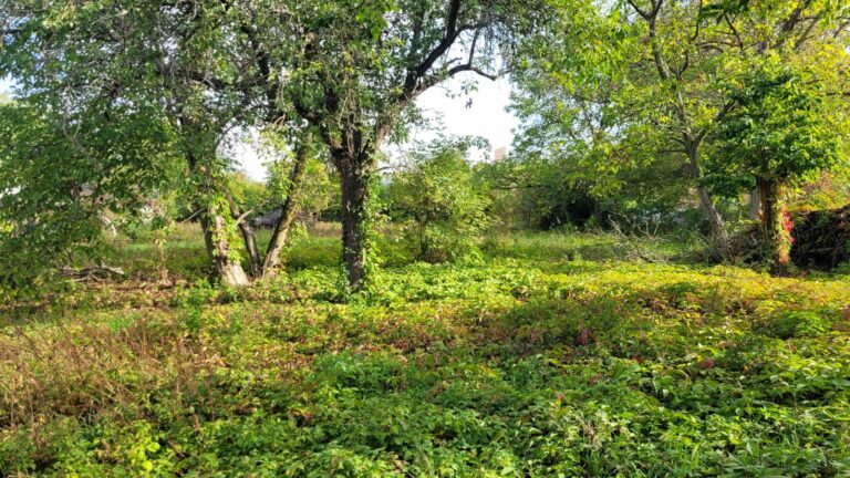 Kein Busparkplatz auf der Streuobstwiese