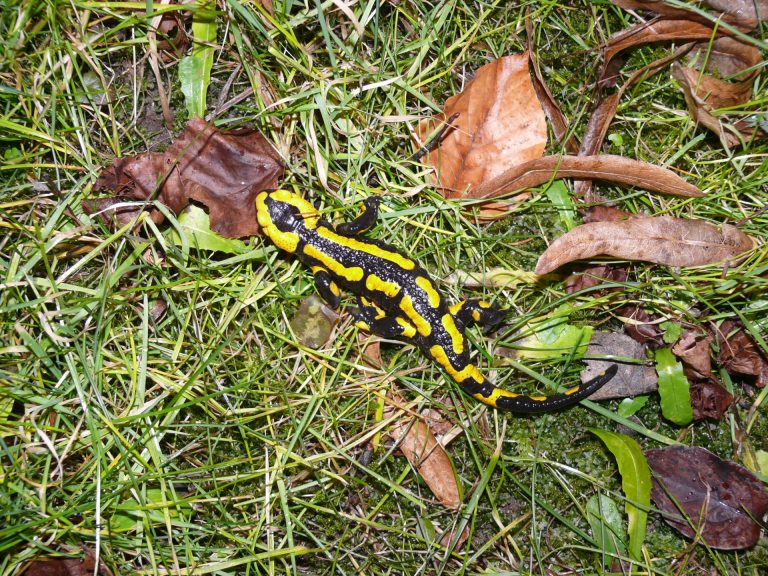 Tag der Artenvielfalt