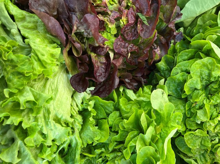 Foodsharing gegen Lebensmittelverschwendung